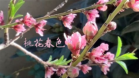 桃花樹結果